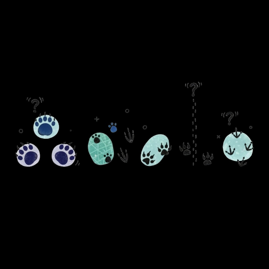 Snow Track Identifier